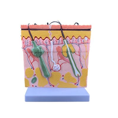 의학 과학 인간 교육 생생한 조직과 배아학 모형 해부학 연구