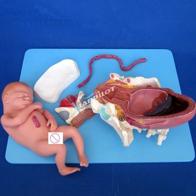 고급 PVC 출산 과정 시범 모델 전기 태아 출산 훈련