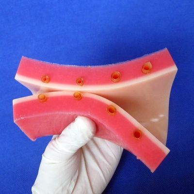 IV 주사 훈련 시범 의료 교육 시뮬레이터 생생한 피부 모델