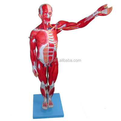 해부학적 모델 27 부분 몸 전체 근육과 내부 기관 78cm 해부학적 모델