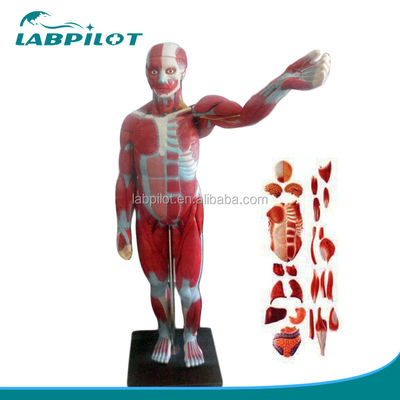 고급 PVC 전체 몸 근육 모델 내부 장기가 기능을 표시 170cm