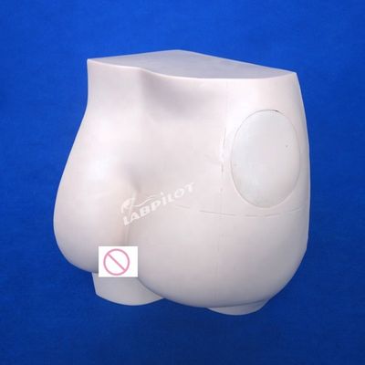 고급 PVC 인트라 근육 주입 교육 시뮬레이터 의학 과학 과목
