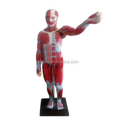 고급 PVC 전체 몸 근육 모델 내부 장기가 기능을 표시 170cm