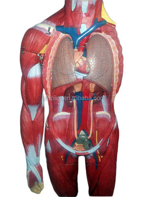 고급 PVC 전체 몸 근육 모델 내부 장기가 기능을 표시 170cm
