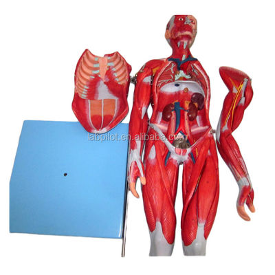 생생한 근육 모델 18 부분 풀 보디 남성 모델 분리 가능한 해부학적 특징