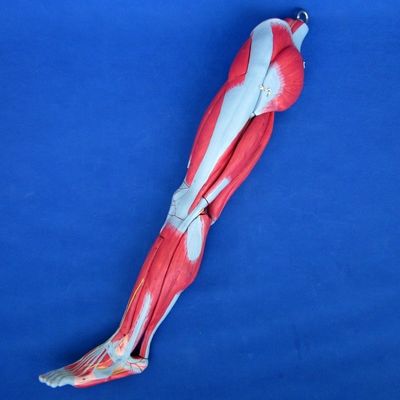 10개의 부분으로 구성된 해부학적 다리 근육 교육 모델 하부 다리 근육 시범