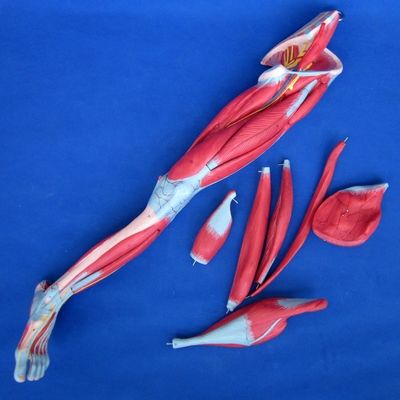 10개의 부분으로 구성된 해부학적 다리 근육 교육 모델 하부 다리 근육 시범