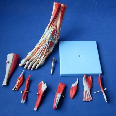 인간 근육 해부학적 모델 신경과 해부학과 함께 9 부분 발 모델