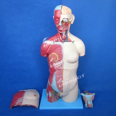 333 개의 숫자로 된 위치의 장점 인체 해부 근육과 장기를 가진 몸통 모델