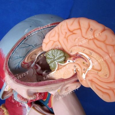 333 개의 숫자로 된 위치의 장점 인체 해부 근육과 장기를 가진 몸통 모델