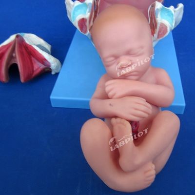 의학적 해부학 시범 모델 출산 골반 및 정년 태아 모델