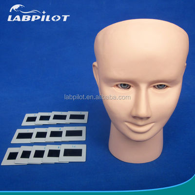PVC 눈 검사 인간 생명 크기 funduscopic 검사 교육 모델