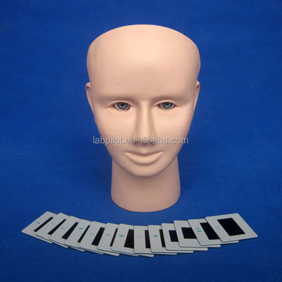 PVC 눈 검사 인간 생명 크기 funduscopic 검사 교육 모델