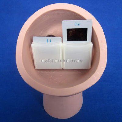 PVC 눈 검사 인간 생명 크기 funduscopic 검사 교육 모델