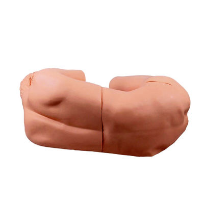 생생한 성인 간호 마니킨 허리 펑크에 대한 임상 훈련의 혁신적인 모델