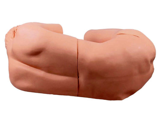 생생한 성인 간호 마니킨 허리 펑크에 대한 임상 훈련의 혁신적인 모델