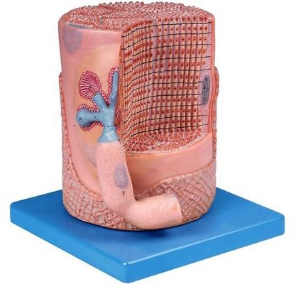 고급 PVC 의학 과학 해부학적 모델 골격 근육 섬유 근육 세포 핵 3D 모델