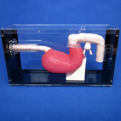인간 생체 크기의 위장시경 위장 해부학 교수용 십자수시경 및 ERCP
