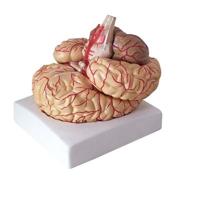 뇌줄기 해부학을 보여주는 해부학적 모델 의학 반구 교육 도구