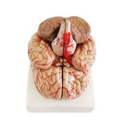 뇌줄기 해부학을 보여주는 해부학적 모델 의학 반구 교육 도구