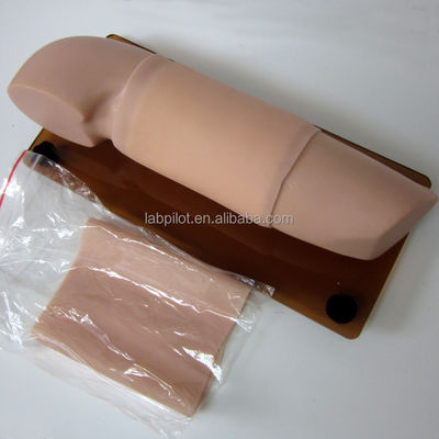 산부인과 산부인과 기술 인형 모형 피임 교육 팔 모형