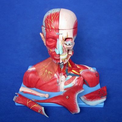 의학 연구 고급 PVC 인간 머리 근육 신경 및 뇌 해부학적 몸통 모델