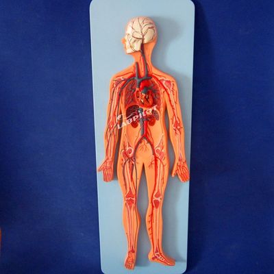 훈련 을 위한 심혈관 체계 의 해부학 을 보여주는 인간 혈관 모델