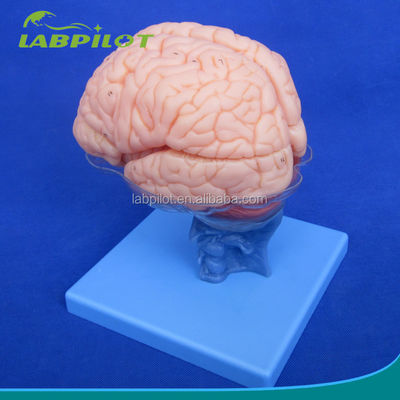 인간 생명 크기 3D 교수 해부학 모델 15 의료 과학용 휴대가 가능한 조각