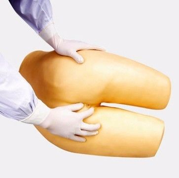 보조 배설 및 에니마 관리 교육 모델 의학 과학 교육에 이상적입니다.