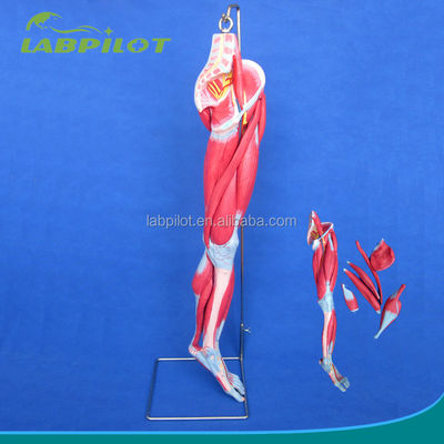 해부학 교육용 고급 PVC 의학적 모델