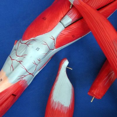 해부학 교육용 고급 PVC 의학적 모델