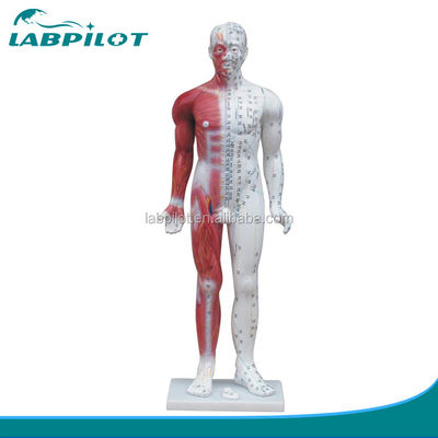 Meridian Demonstration Deluxe Human Acupuncture Model 84CM 교육용 근육과 함께