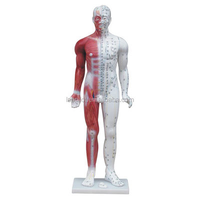 Meridian Demonstration Deluxe Human Acupuncture Model 84CM 교육용 근육과 함께