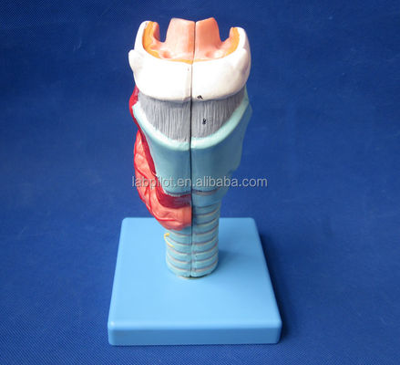 첨단 PVC 해부학 시범 33 해부학적 표시를 가진 분리 가능한 목구멍 모델