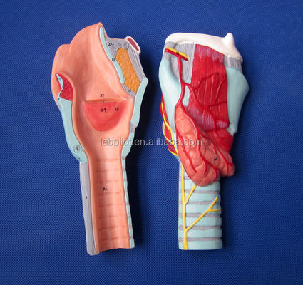 첨단 PVC 해부학 시범 33 해부학적 표시를 가진 분리 가능한 목구멍 모델