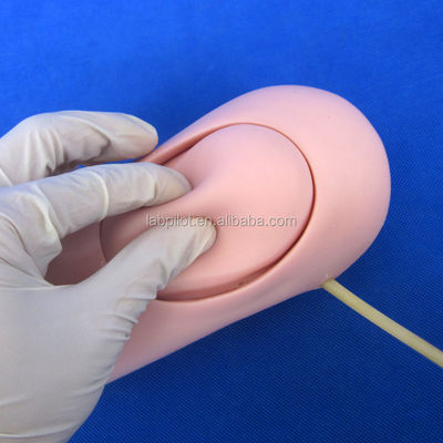 의학 과학을 위한 첨단 PVC 상위 다리 외상 출혈 및 절단 팔 모델