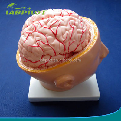 생물학 학교 전시 뇌 모델 인적 생명 크기 동맥과 머리 고급 PVC