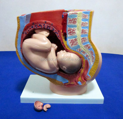 의학 과학 모델 여성 골반 태아 자궁 및 태아 임신 40 주