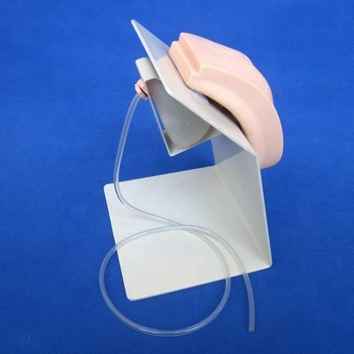 주제 의학 생생한 여성 생식기 훈련 카테테리제이션용 방광 모델