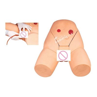 여성 카테테리제 기술 개발을 위한 근육 내 주입 훈련 모델