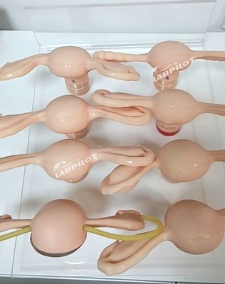 간호사, 산부인과 산부인과에서 사용되는 여성학 해부학적 모델의 자궁 시뮬레이터
