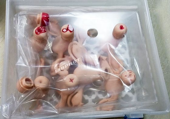 간호사, 산부인과 산부인과에서 사용되는 여성학 해부학적 모델의 자궁 시뮬레이터