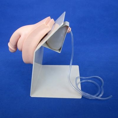 남성 방광 모델 요양 치료 시뮬레이터