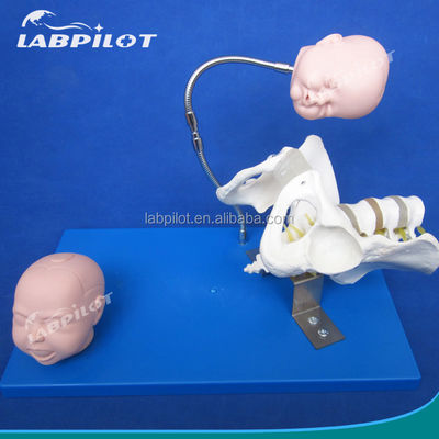 생생한 골반과 태아의 머리가 출산 기술 시범을 위한 고급 PVC 모델
