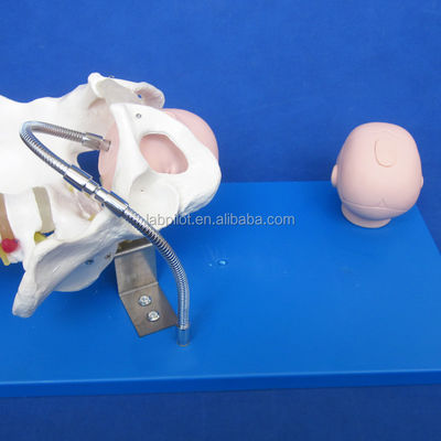 생생한 골반과 태아의 머리가 출산 기술 시범을 위한 고급 PVC 모델