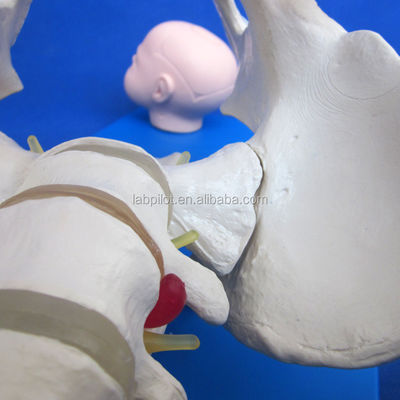 생생한 골반과 태아의 머리가 출산 기술 시범을 위한 고급 PVC 모델