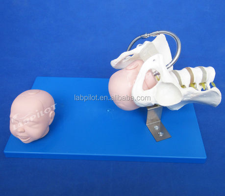 생생한 골반과 태아의 머리가 출산 기술 시범을 위한 고급 PVC 모델