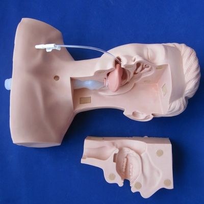 고급 흡수 훈련 및 구토 흡수 모델에 대한 학교의 선호 인형