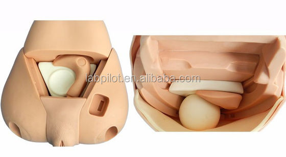자궁 검사를 위한 고급 Fundus 시뮬레이터 모델 산후 여성 인형
