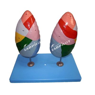 폐의 기관세포분자 모형 학교 및 의학 교육용 인간 생명 크기